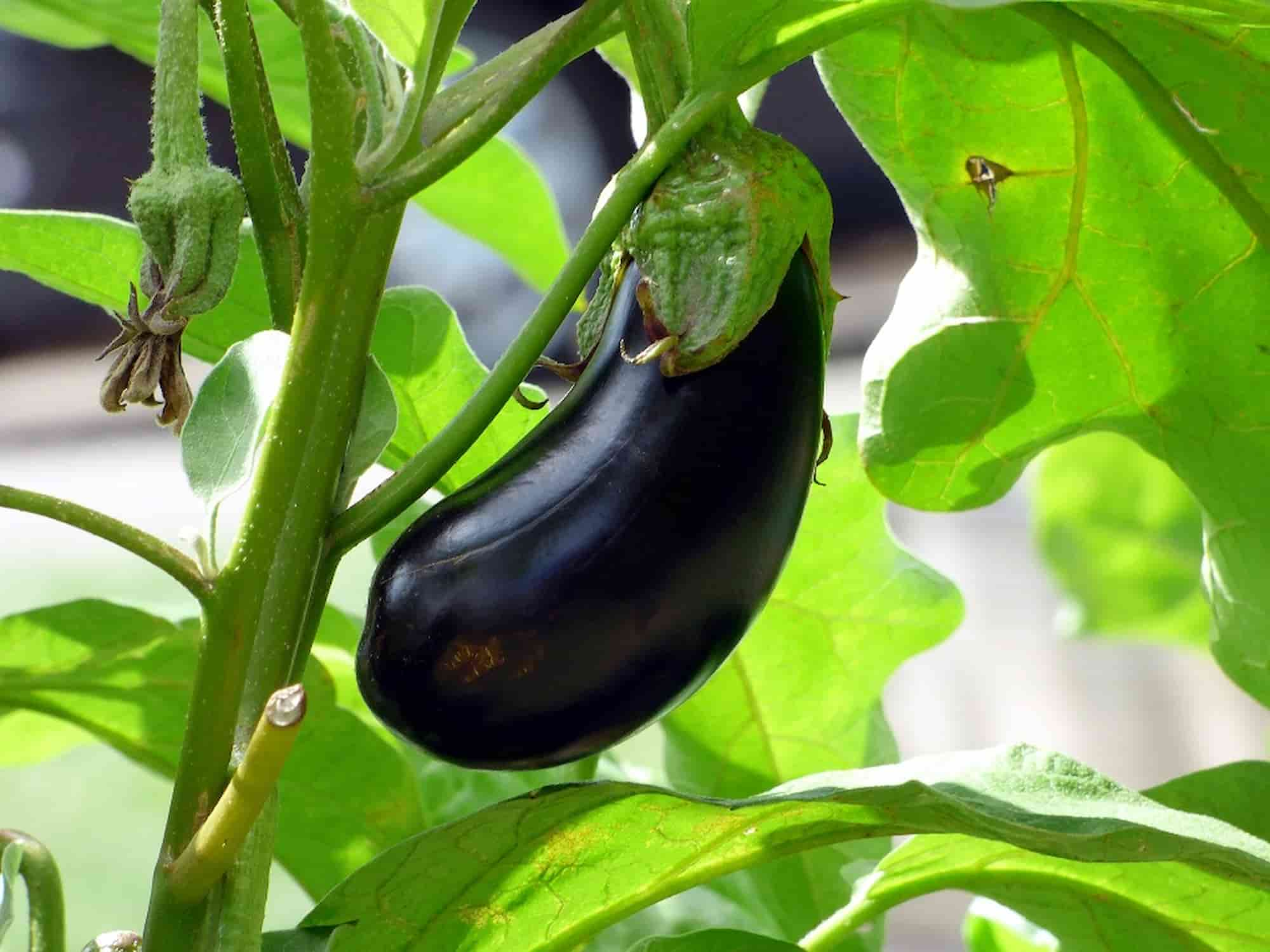 Aubergine : maladies et ravageurs