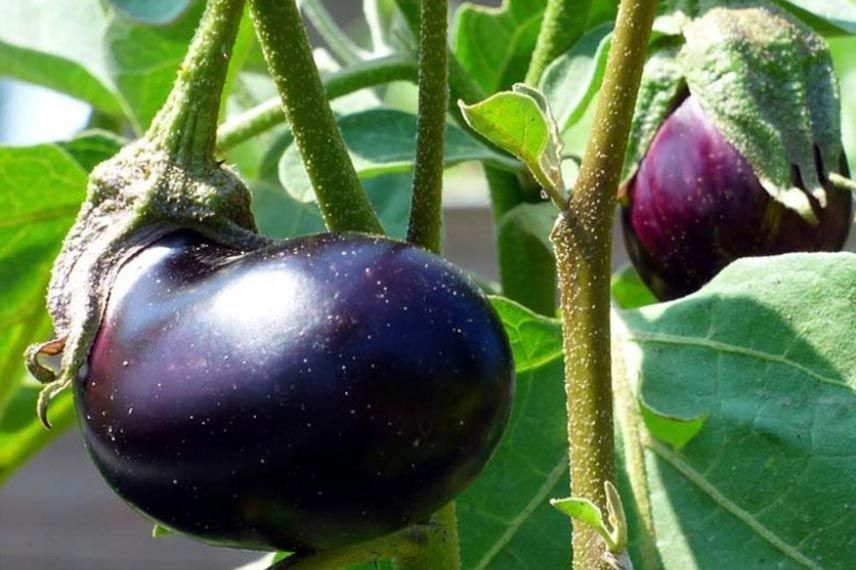 Aubergine ‘Baluroi’ F1