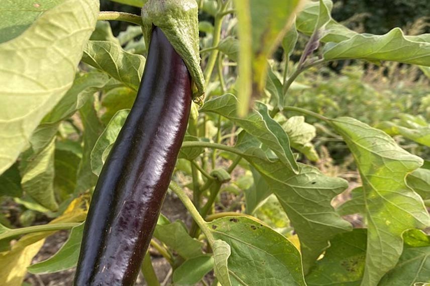 Aubergine de ‘Barbentane’