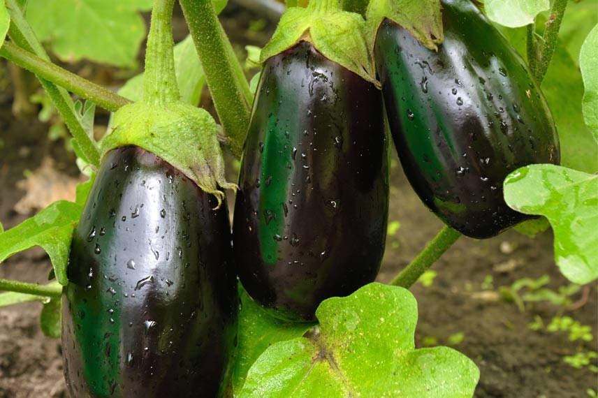 Aubergine ‘Bonica’ F1