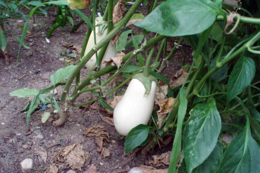 Aubergine ‘Clara’