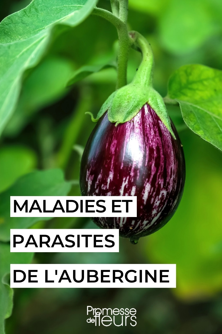 Le virus de la tomate : Un danger réel pour votre jardin