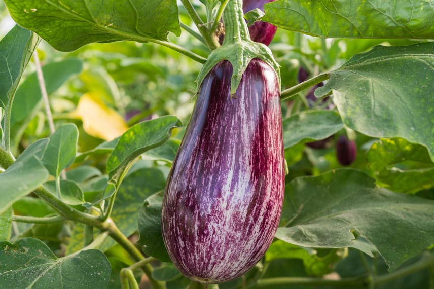 Aubergine ‘Rania’ F1