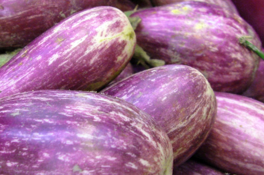 Aubergine ‘Rania’