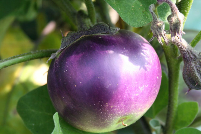 Aubergine ‘Ronde de Valence’