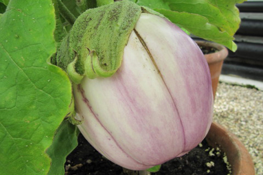 Aubergine Rosa Bianca en pot