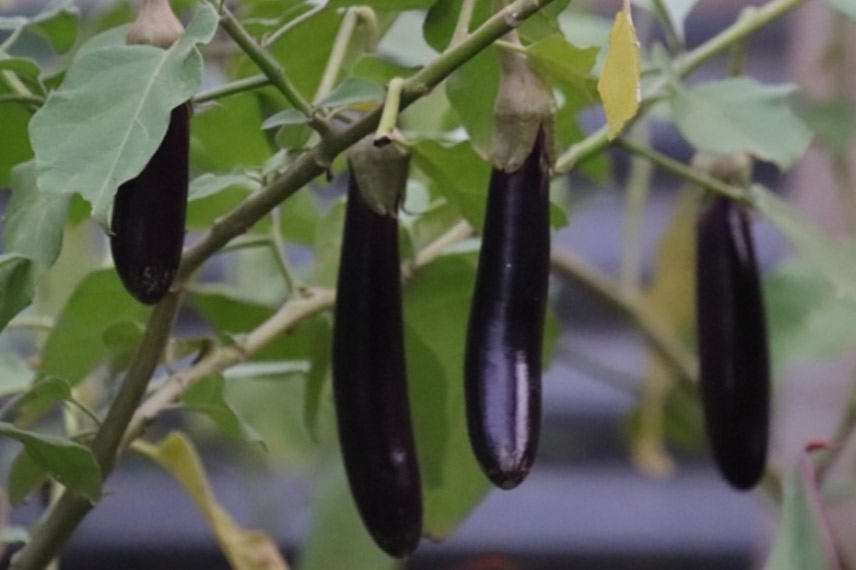 Aubergine de Barbentane