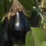 Aubergine : 6 variétés pour débutant