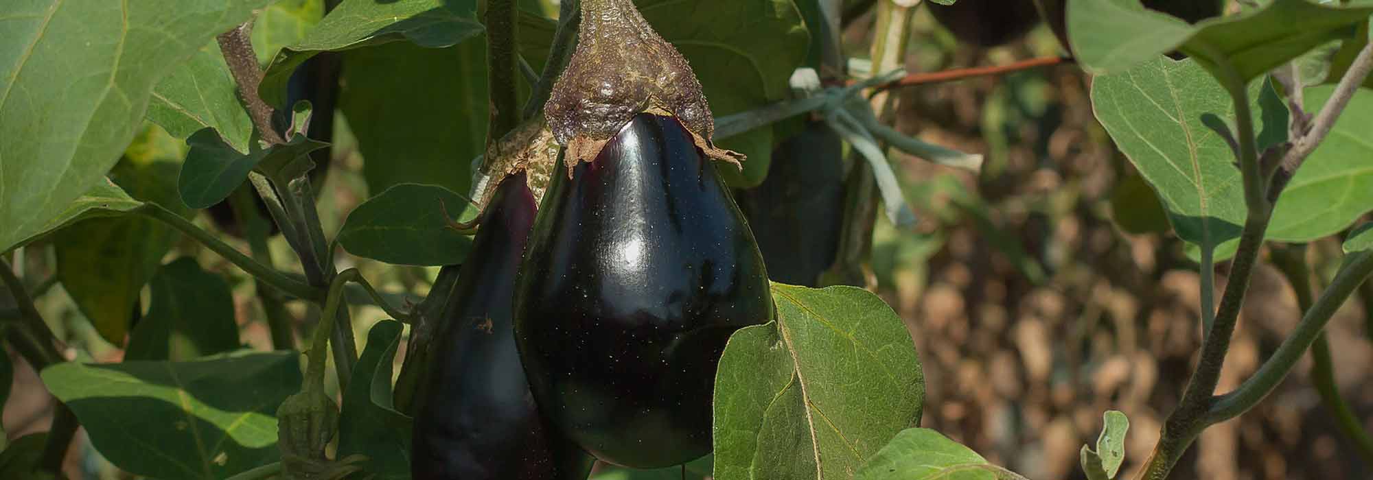 Aubergine : 6 variétés pour débutant