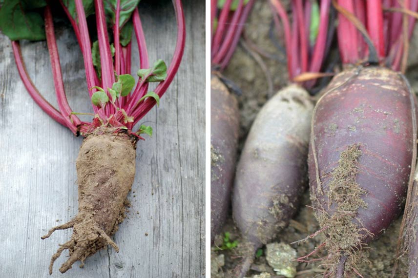 Betteraves ‘Crapaudine’ et ‘Cylindra’  © La Ferme de Sainte-Marthe