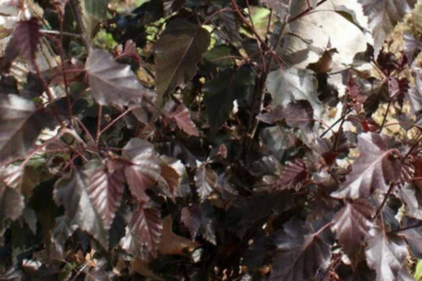 arbre feuillage pourpre, arbre feuilles pourpres, arbre feuillage foncé, arbre feuillage sombre, arbre feuilles foncés, arbre feuille rouge, arbres feuillage rouge