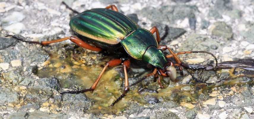 carabe, carabus auratus, carabus lineatus, insecte auxilaire