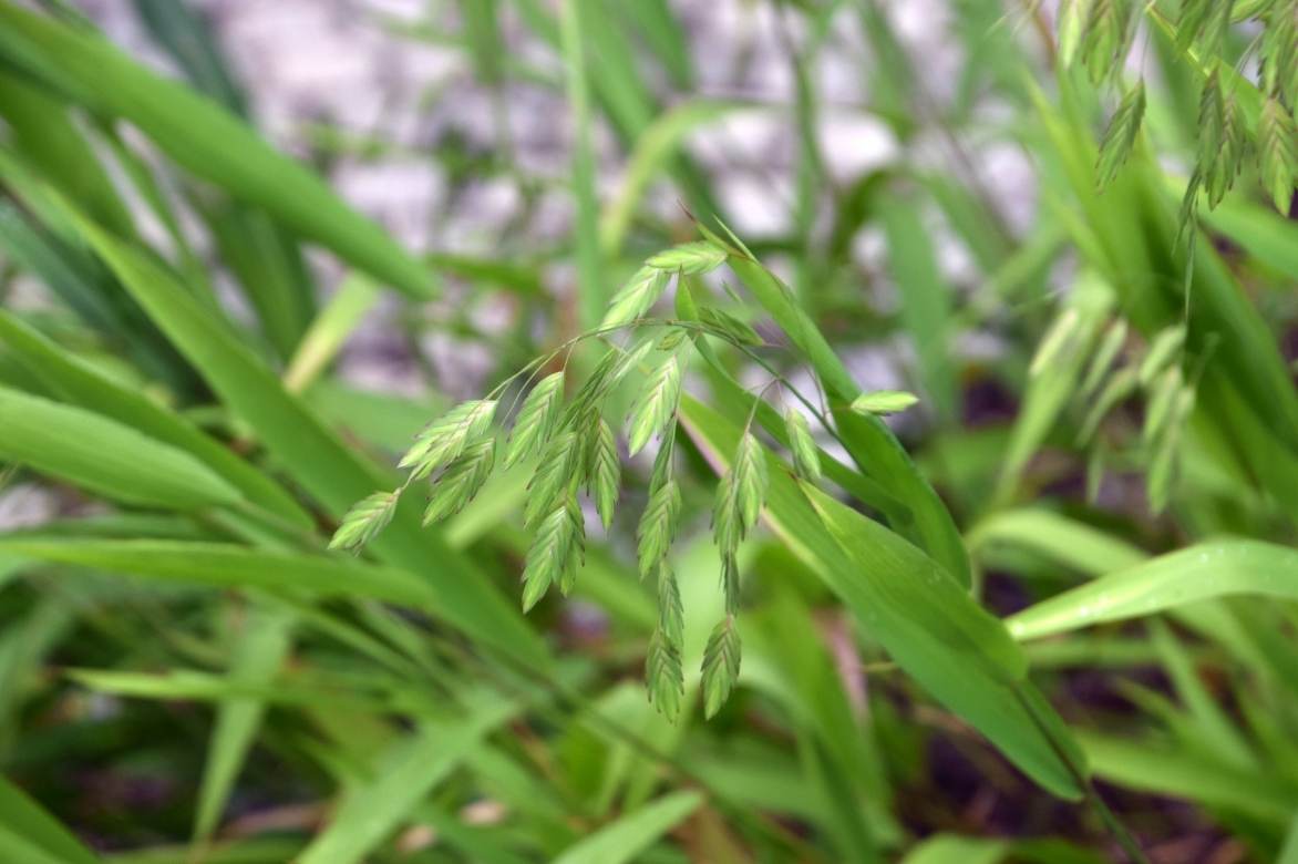 Chasmanthium latifolium feuillage et fleur