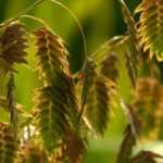 Chasmanthium latifolium, avoine sauvage : planter et entretenir