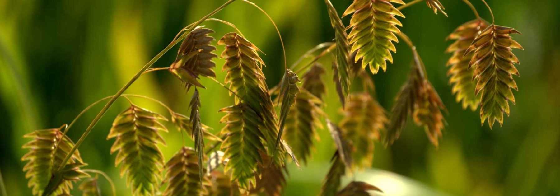 Chasmanthium latifolium, avoine sauvage : planter et entretenir