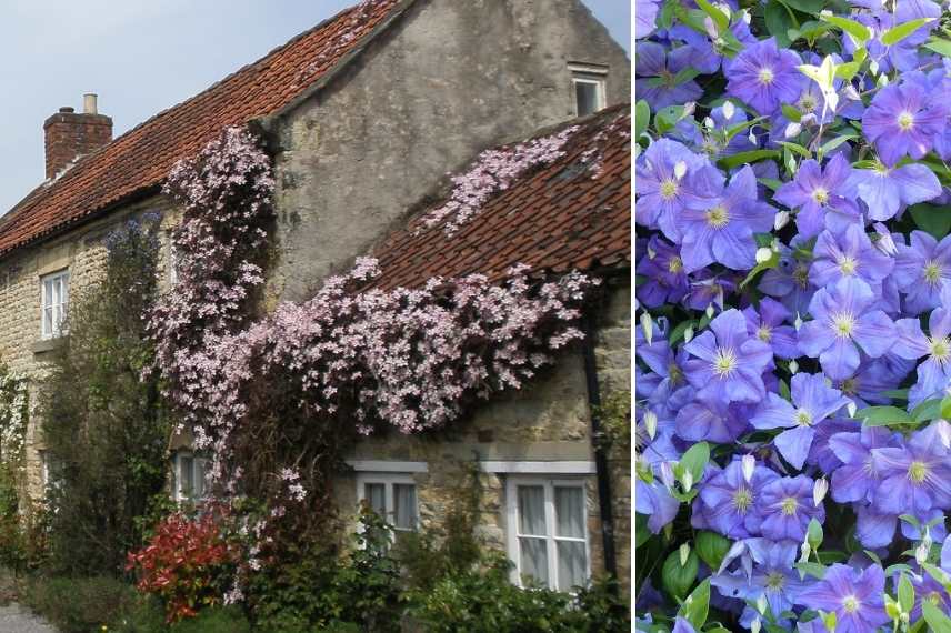 grimpantes pour façade maison, grimpantes n'abimant pas les murs, grimpantes inoffensives