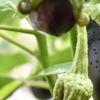 Cultiver l’aubergine en pot