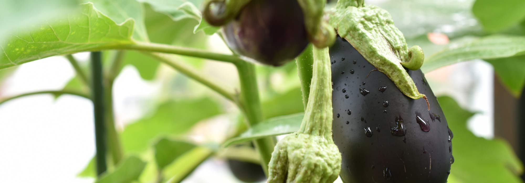 Cultiver l’aubergine en pot