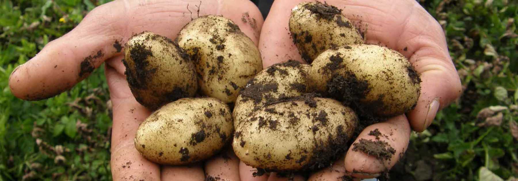 Tout savoir sur la pomme de terre - Jardinet - Équipez votre jardin au  meilleur prix