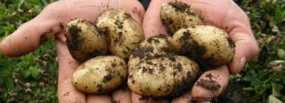 Pommes de terre Jazzy - plants potager