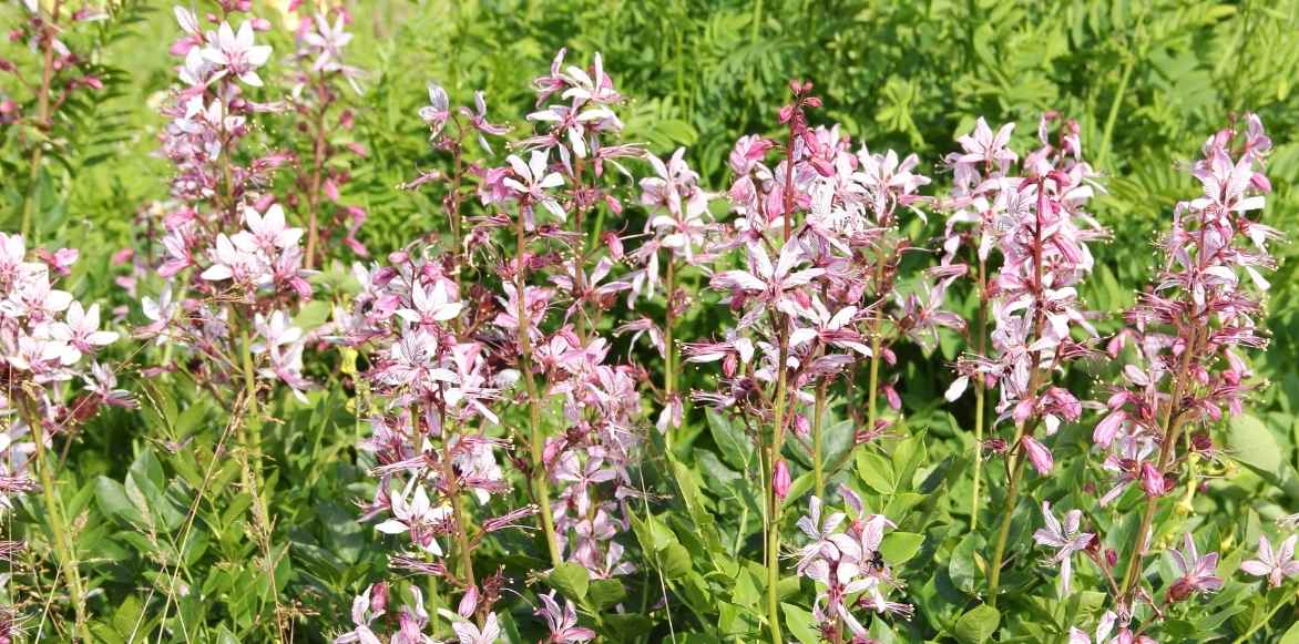 Dictamnus albus, fraxinelle, Dictame des boutiques, vivace été fleur rose