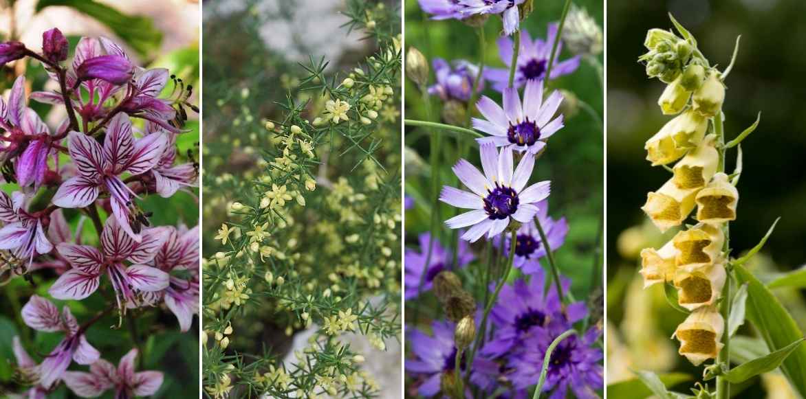 Dictamnus albus, fraxinelle, Dictame des boutiques, vivace été fleur rose, associer la fraxinelle, associer Dictamnus