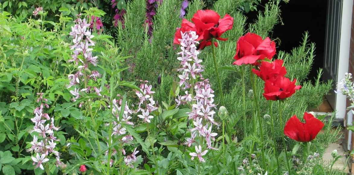 Dictamnus albus, fraxinelle, Dictame des boutiques, vivace été fleur rose