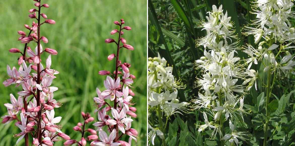 Dictamnus albus, fraxinelle, Dictame des boutiques, vivace été fleur rose