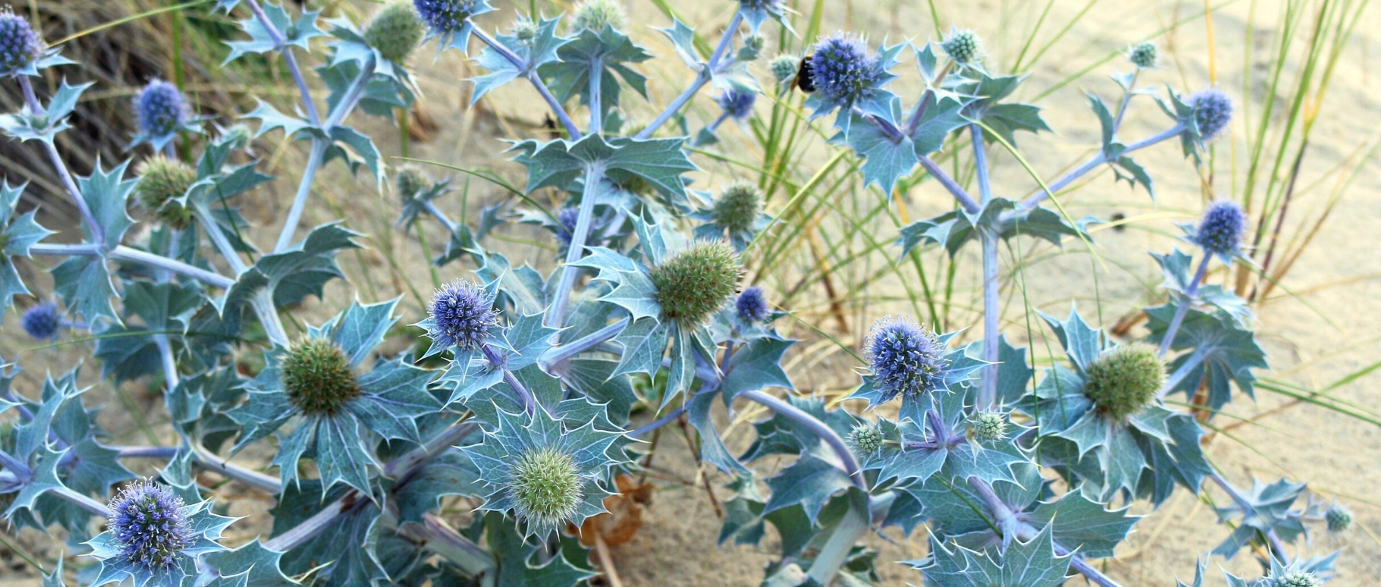 Eryngium : 6 idées d'associations réussies