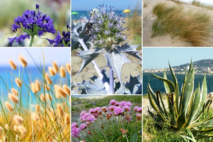 Idées d'associations avec l'Eryngium - Jardin de bord de mer