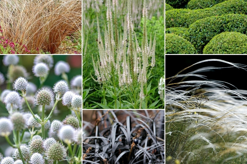 Inspiration pour associer l'Eryngium dans un jardin graphique