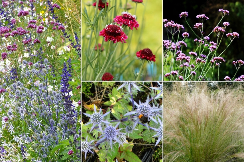 Idées d'associations avec l'Eryngium - Jardin naturaliste