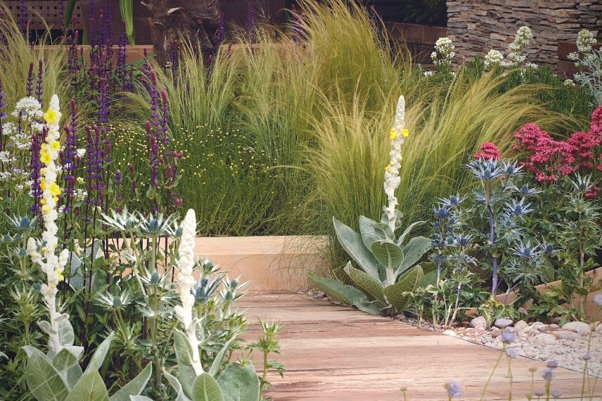 Inspiration pour associer l'Eryngium dans un jardin sec et minéral