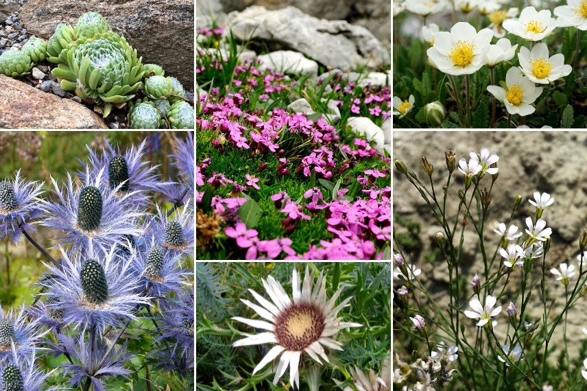 Inspiration pour associer l'Eryngium dans une rocaille de plantes alpines