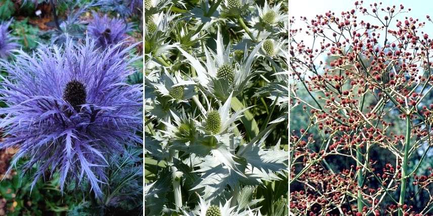 Eryngiums - différentes couleurs de floraison