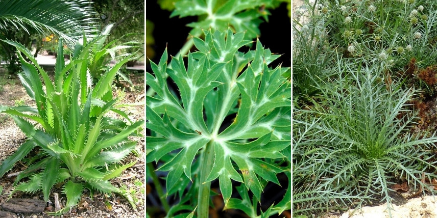 Eryngiums - les différentes formes de feuilles