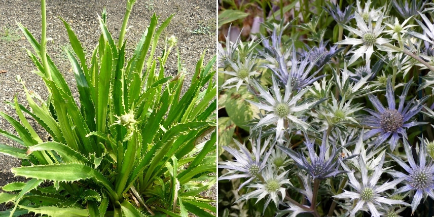 Eryngiums - choisir en fonction de la rusticité