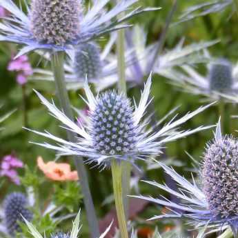 Choisir un Eryngium