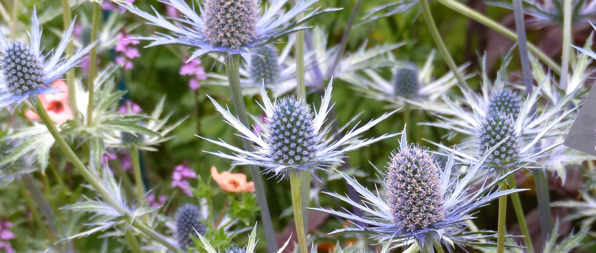 Choisir un Eryngium