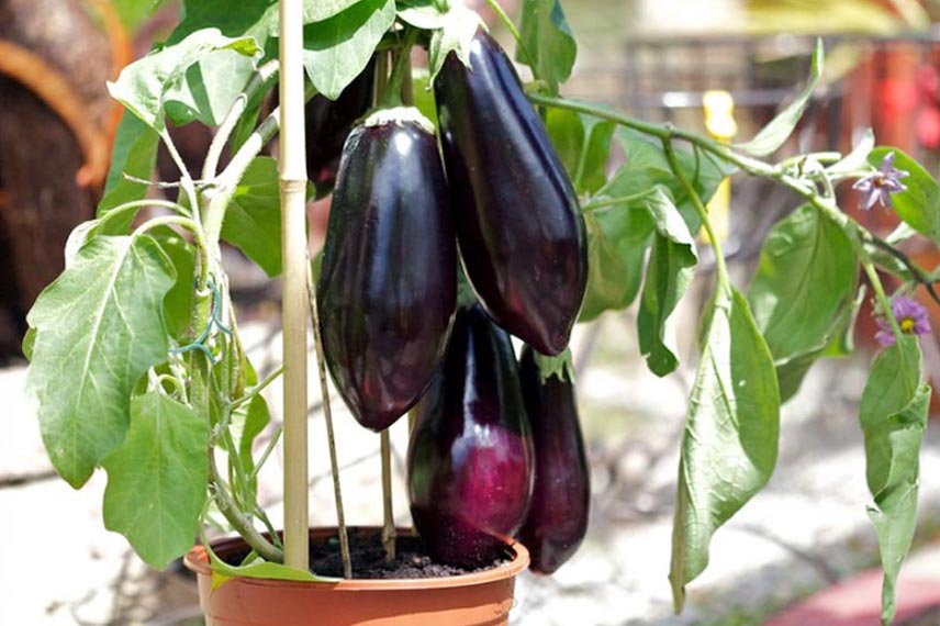 Où placer les pots d’aubergines ?