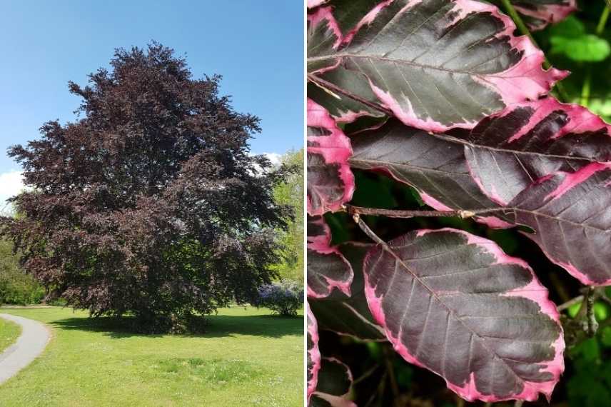 arbre feuillage pourpre, arbre feuilles pourpres, arbre feuillage foncé, arbre feuillage sombre, arbre feuilles foncés, arbre feuille rouge, arbres feuillage rouge