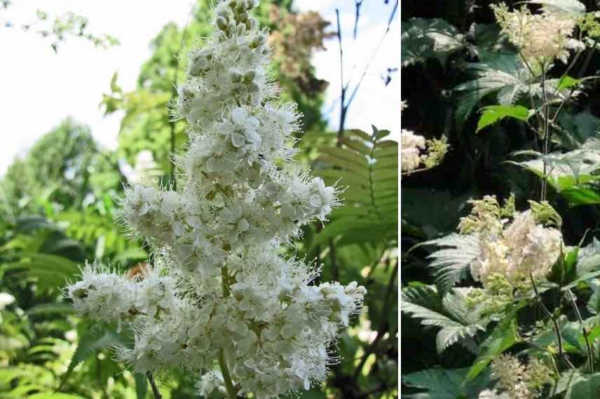 filipendule blanche, filipendula blanche, reine des prés blanche, reine des prairies blanche