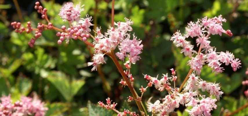 filipendule rose, filipendula rose, reine des prés rose, reine des prairies rose