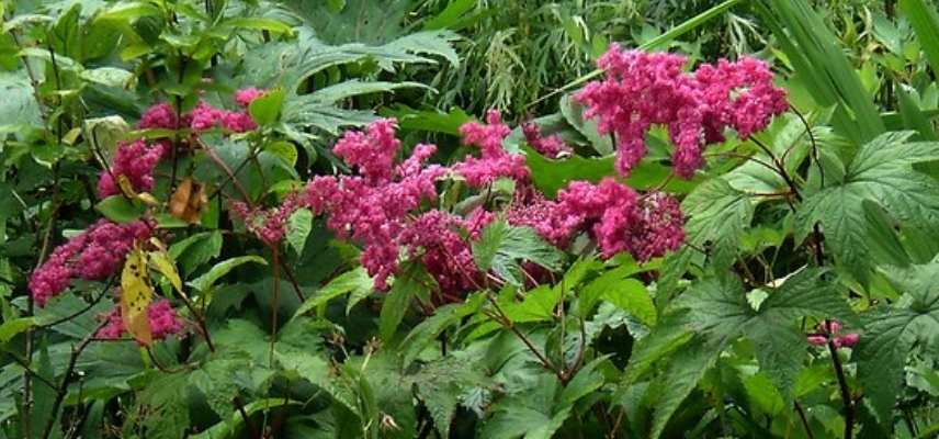 filipendule rose vif, filipendula rose, reine des prés rose, reine des prairies rose