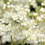 Filipendules à fleurs blanches : 6 variétés à découvrir