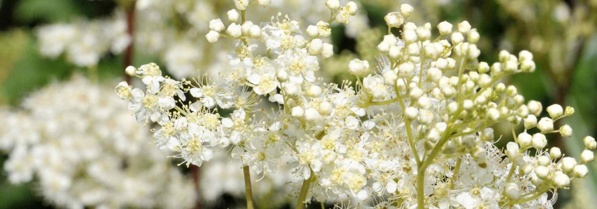 Filipendules à fleurs blanches : 6 variétés à découvrir