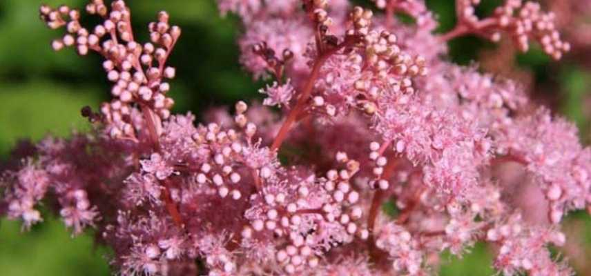 filipendule rose, filipendula rose, reine des prés rose, reine des prairies rose