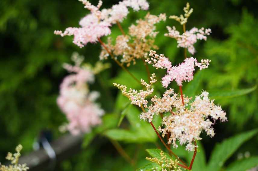 filipendule blanche, filipendula blanche, reine des prés blanche, reine des prairies blanche