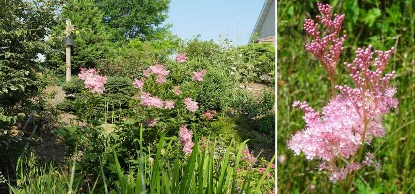 filipendule rose, filipendula rose, reine des prés rose, reine des prairies rose