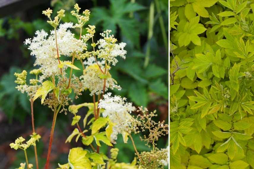 filipendule blanche, filipendula blanche, reine des prés blanche, reine des prairies blanche